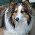 Sheltie