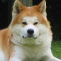 Akita Inu