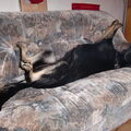 Roxy die was in een luie bui, en nam het er behoorlijk van :P