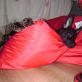 Roxy lekker op haar zitzak.. luieren.. hahha:P