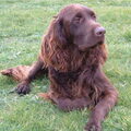 Duitse Staande Hond, Langhaar