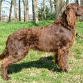 Duitse Staande Hond, Langhaar