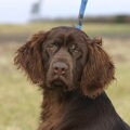 Duitse Staande Hond, Langhaar