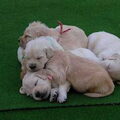 Hoeveel pups zouden er hier nu liggen... Tellen maar! :D