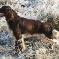 Duitse Staande Hond, Langhaar