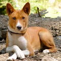 Basenji