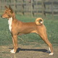 Basenji
