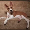 Basenji