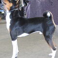 Basenji