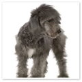 Bedlington Terrier