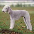 Bedlington Terrier