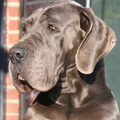 Duitse Dog