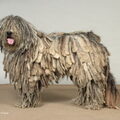 Bergamasco