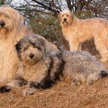 Bergamasco