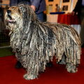 Bergamasco