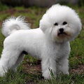 Bichon Frise