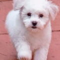 Bichon Frise