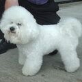 Bichon Frise