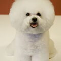 Bichon Frise