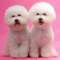 Bichon Frise