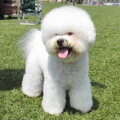 Bichon Frise