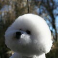 Bichon Frise