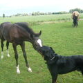Beauceron