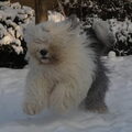 Old English Sheepdog