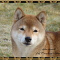 Shiba Inu