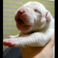 Dogo Argentino