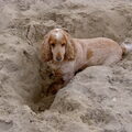 Engelse Cocker Spaniel