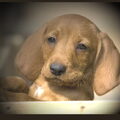 Basset Fauve de Bretagne