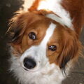 Kooikerhondje