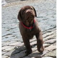 Labrador