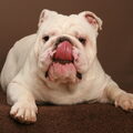 Engelse Bulldog