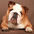Engelse Bulldog