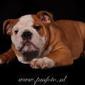 Engelse Bulldog