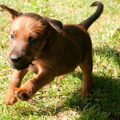 Ierse Terrier