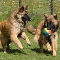 Tervuerense Herder