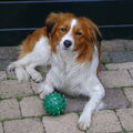 Kooikerhondje