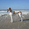 Schwyzer Laufhund