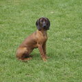 Bayerischer Gebirgsschweisshund
