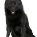 Schipperke