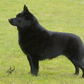 Schipperke