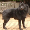 Schipperke