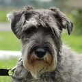 Schnauzer
