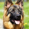 Oud Duitse Herdershond