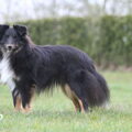 Sheltie
