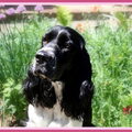 Engelse Springer Spaniel