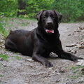Labrador